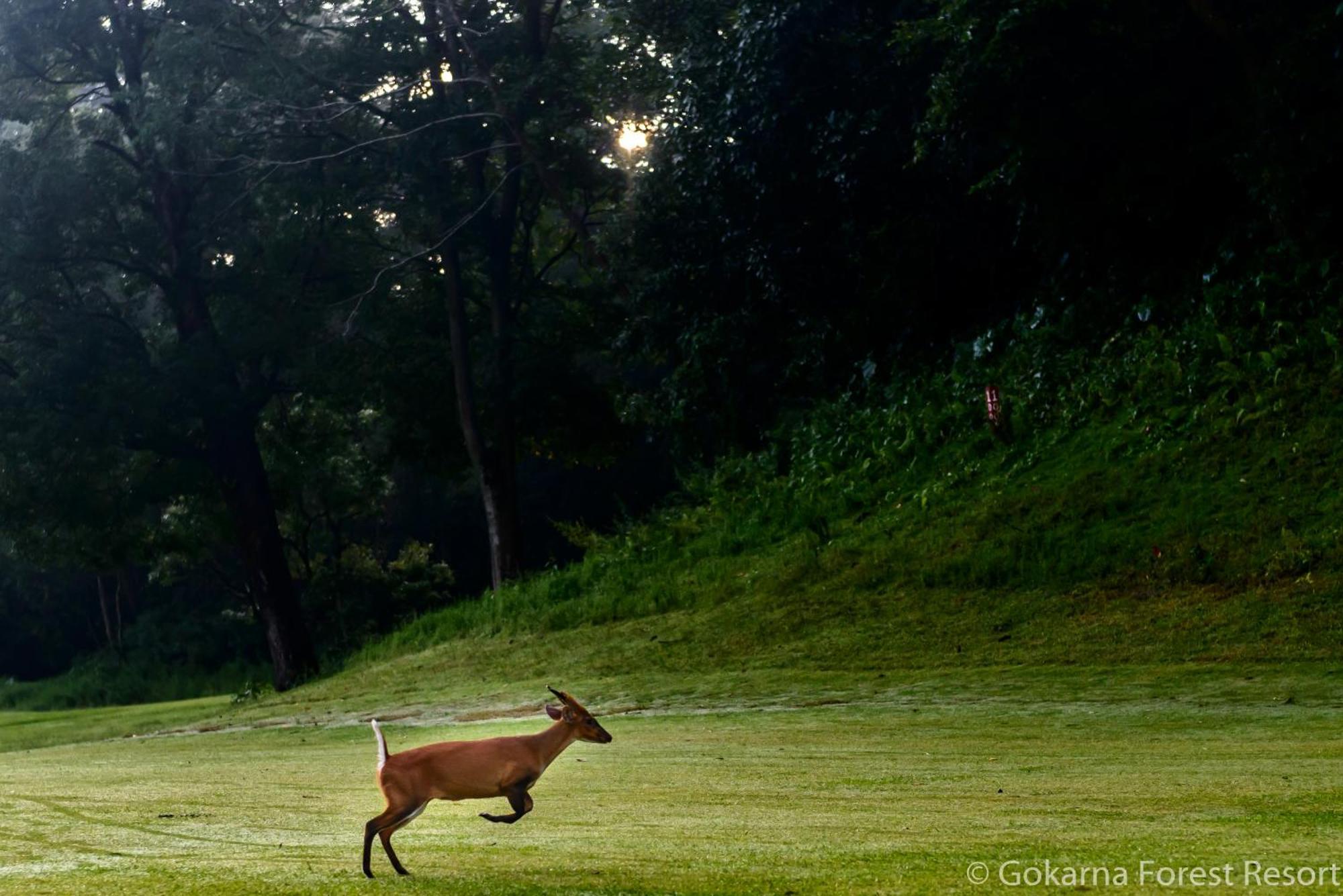 Gokarna Forest Resort Katmandu Eksteriør billede