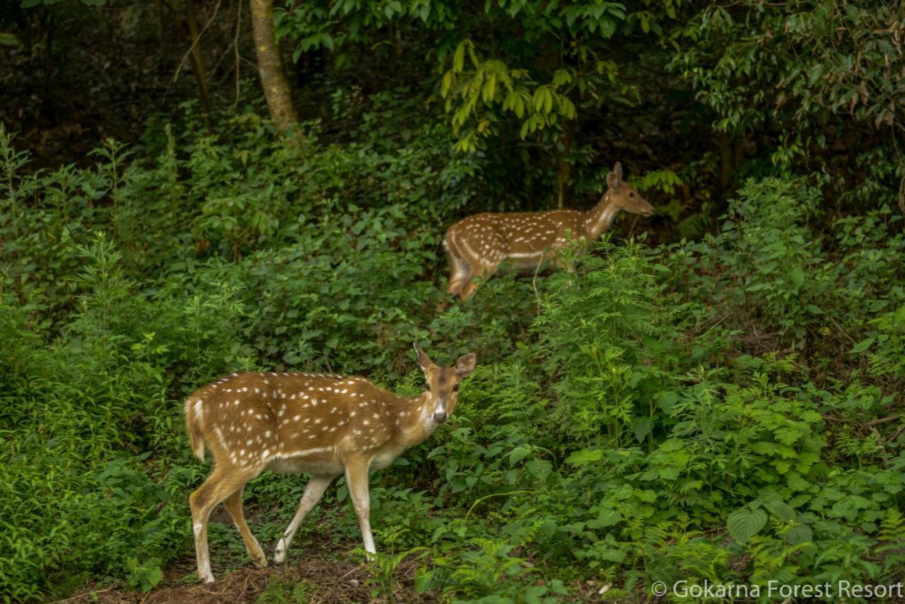 Gokarna Forest Resort Katmandu Eksteriør billede